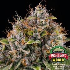 Cannabiotix - Casino Kush 3.5g - Cannabiotix - Casino Kush 3.5g