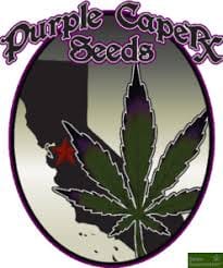 Purple Caper Seeds Pack - Chocolate Tonic (CBD)