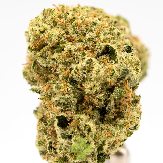 Cookies n Cream, SG