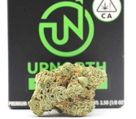 UP: Upnorth - Nf1