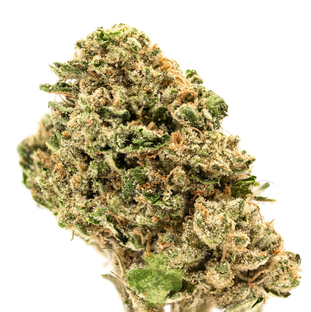 Animal Face Sherbet, SG