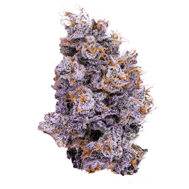 Biskanté - Jar - Indoor Flower