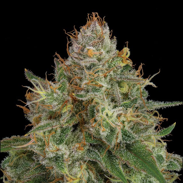 NF1 30.23% - 3.5G - NF1 (H)