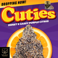 Cuties 30.36% - 3.5g