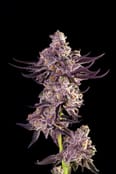 Roswell 47 | 3.5g Flower