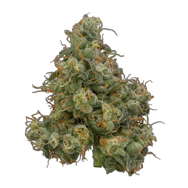 Durban Poison