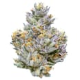 Mad Dog 64 3.5G