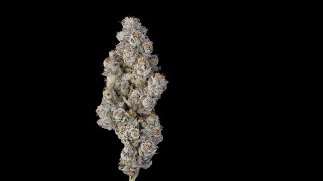 Blue Lobster 3.5g