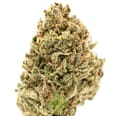 Blue Dream, SG