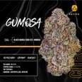 Gumosa (3.5G)