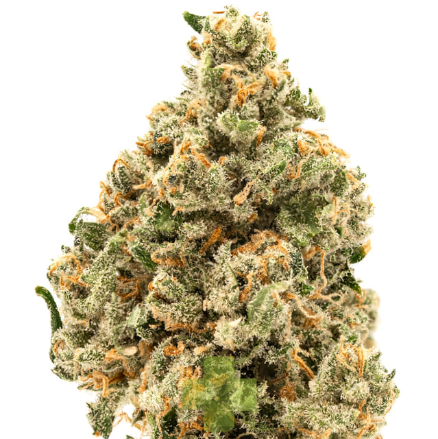 Jack Herer
