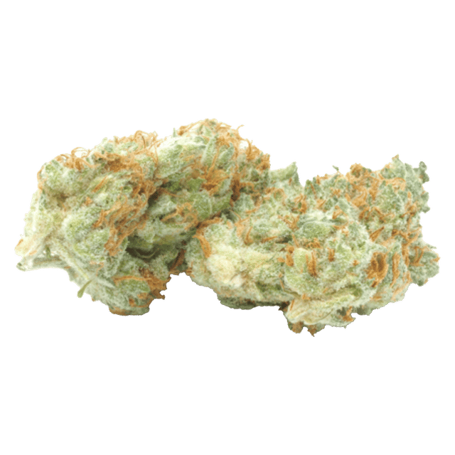 Papaya - Jar - Indoor Flower