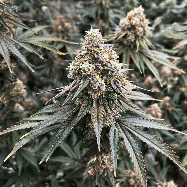 Living Legend 3.5g (1/8)
