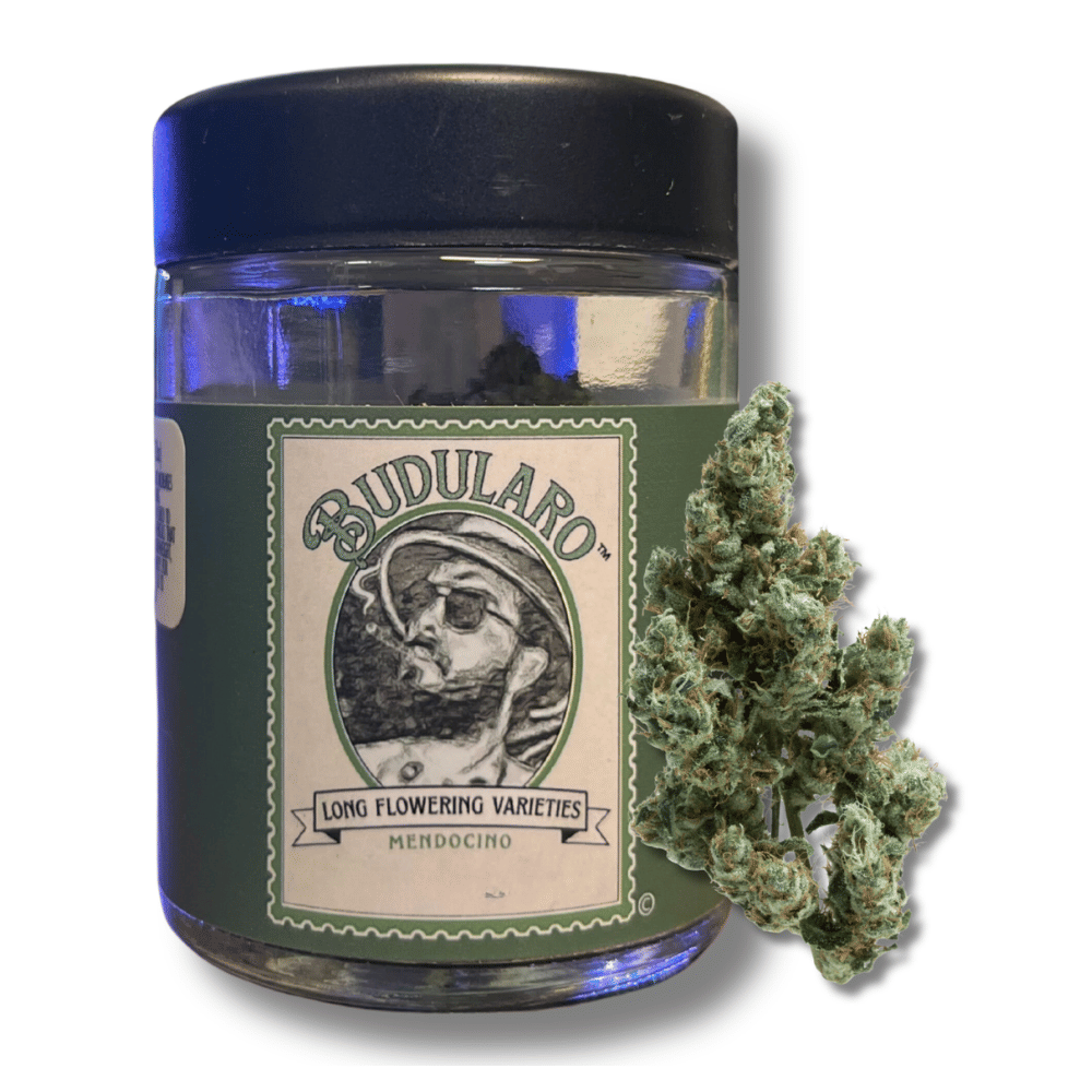 Budularo: Band Aid Haze X Durban Poison