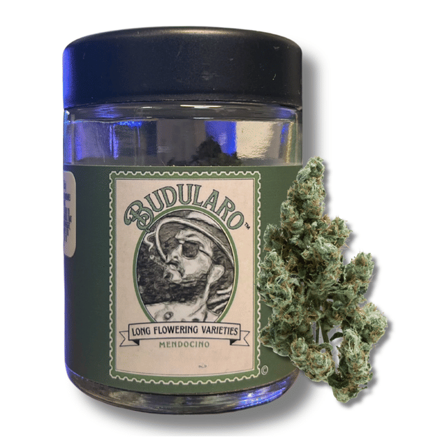 Band Aid Haze x Durban Poison 3.5g