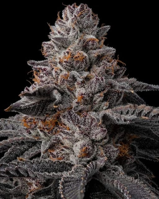 Sugar Factory 29.57% - 3.5G - Sugar Factory (I)