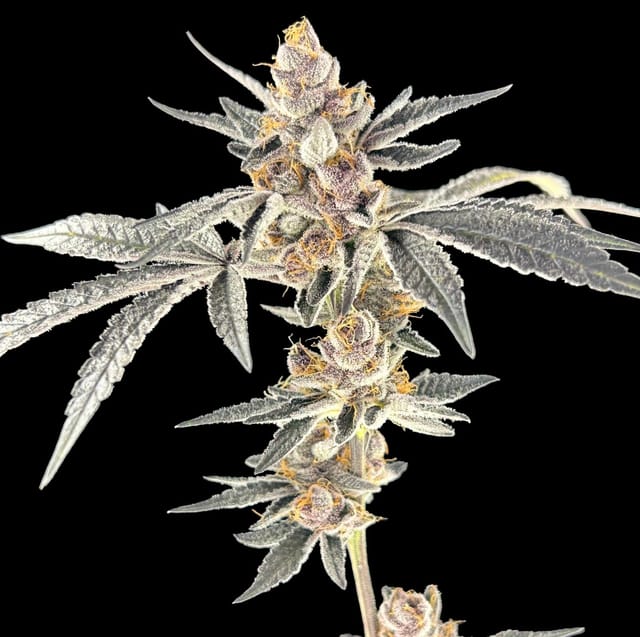 Teflon Don 3.5g Flower (1/8th)