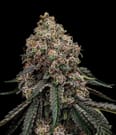 Maple Fizz 1g Pre-Roll Hybrid