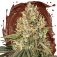 Dubai Chocolate 1g Pre-Roll