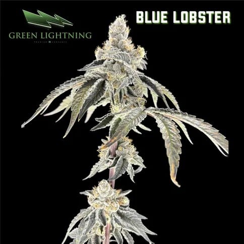 Blue Lobster 7g Flower (1/4)