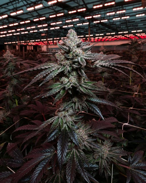 Royal Highness 3.5g