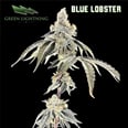 Blue Lobster 3.5 Flower (1/8th)
