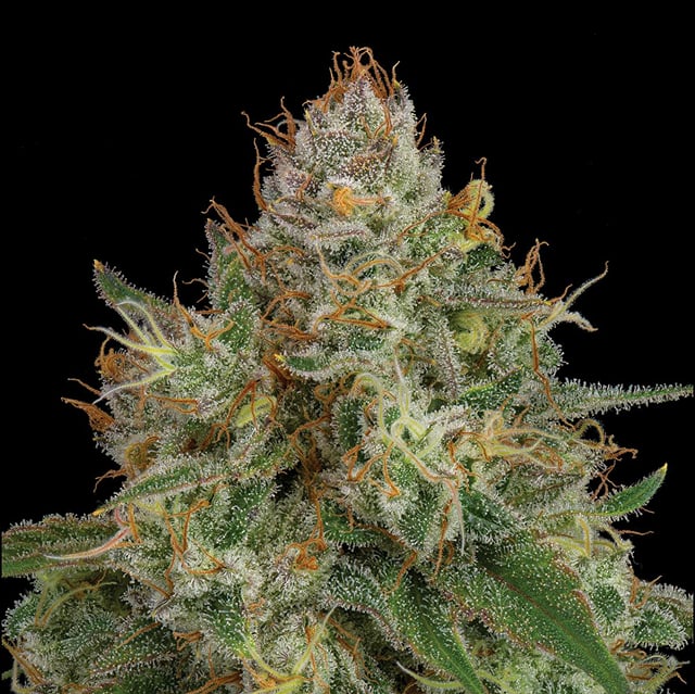 NF1 3.5g